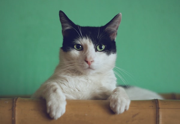 Cat Healthcare & Feline Medicine