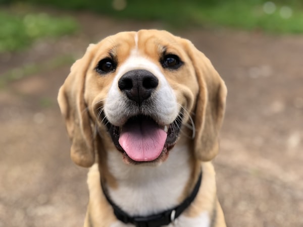 Canine Medicine & Surgery