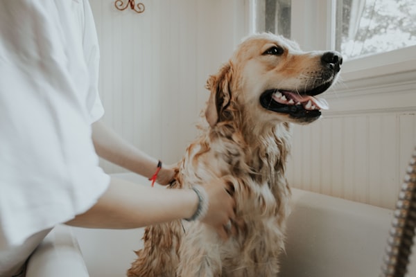 Pet Grooming & Therapeutic Spa